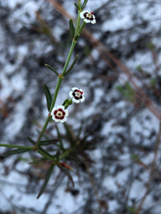 Euphorbia polyphylla