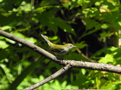 Setophaga pensylvanica