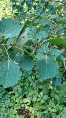 Populus tremula