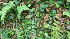 Chrysosplenium alternifolium