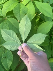 Aesculus parviflora