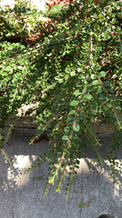 Cotoneaster horizontalis
