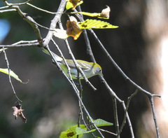 Setophaga pensylvanica