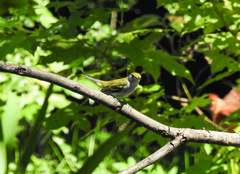 Setophaga pensylvanica