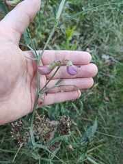 Lathyrus sylvestris