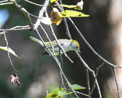 Setophaga pensylvanica