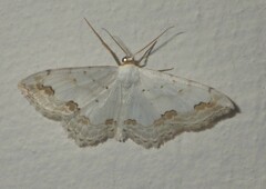 Scopula ornata