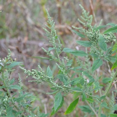 Chenopodium