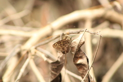 Thorybes dorantes dorantes