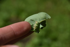 Pterygota
