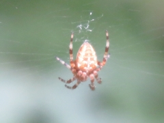 Araneus diadematus