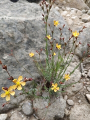 Hypericum silenoides