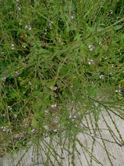 Verbena carolina