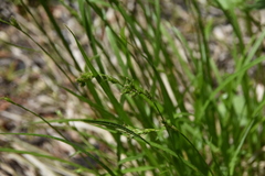 Carex