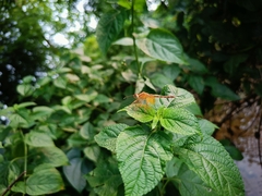 Neurothemis intermedia