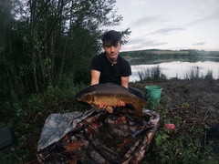 Cyprinus carpio carpio