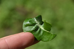 Pterygota
