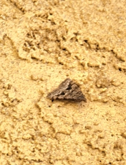 Digrammia pictipennata