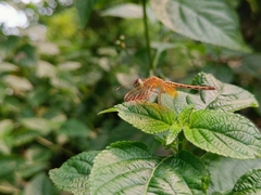 Neurothemis intermedia