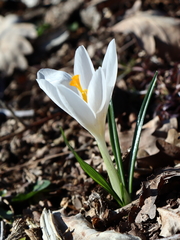 Crocus