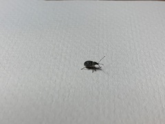 Cyrtepistomus castaneus