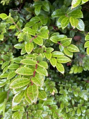Vaccinium ovatum