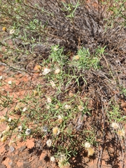 Heterotheca stenophylla