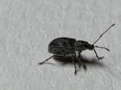 Cyrtepistomus castaneus