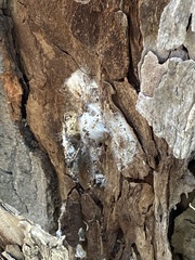 Serpula himantioides