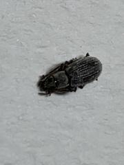 Cyrtepistomus castaneus