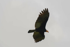 Cathartes melambrotus