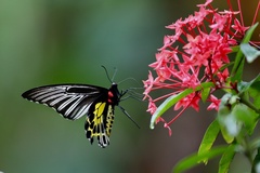 Troides minos
