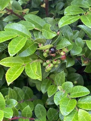 Vaccinium ovatum