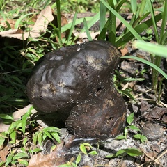 Pisolithus arhizus