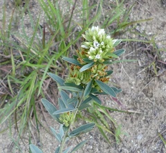 Lespedeza capitata