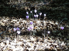 Cyclamen hederifolium