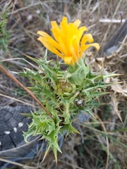Scolymus hispanicus