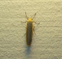 Eilema