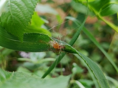 Oxyopes sertatus