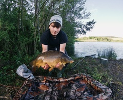 Cyprinus carpio