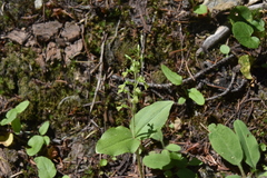 Neottia banksiana