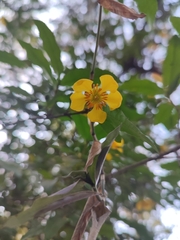Ochna serrulata