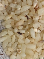 Sitophilus