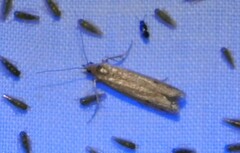 Homoeosoma electella