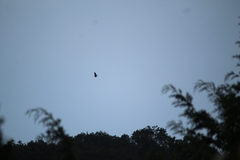 Buteo jamaicensis