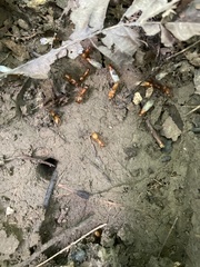 Camponotus castaneus