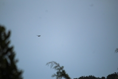Buteo jamaicensis