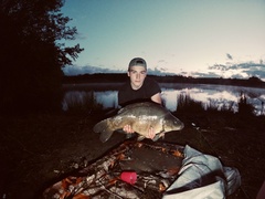 Cyprinus carpio carpio