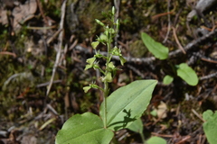 Neottia banksiana