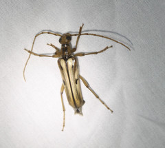 Ortholeptura valida